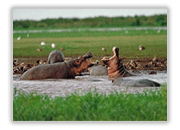 hippo