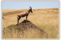 Maasai Mara 