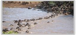 Maasai Mara 
